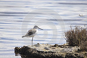 Cavaliere d`Italia -uccello acquatico nella laguna di Venezia photo